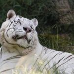 Ecoparque: trasladarán a los dos tigres blancos a un santuario en Estados Unidos