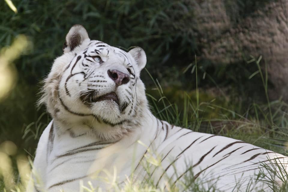 Ecoparque: trasladarán a los dos tigres blancos a un santuario en Estados Unidos
