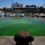 Por la floración de algas, las aguas de Puerto Madero se tornaron verdes
