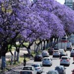 Según un informe los arboles en la Ciudad cambiaron su ciclo por el calentamiento global