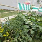 Inauguración de la Huerta Plurinacional Nuestro Arroyo