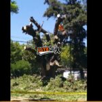 Villa Lugano: vecinos lamentan la tala de un histórico ombú