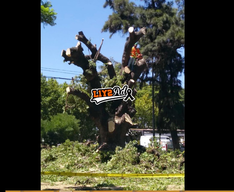 Villa Lugano: vecinos lamentan la tala de un histórico ombú