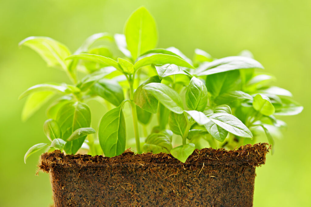 Los beneficios de la albahaca