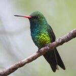 Tras una votación de estudiantes, distinguieron al picaflor como “ave emblema” de la Ciudad de Buenos Aires