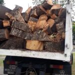 Proponen cambios a la Ley de arbolado público para cuidar ejemplares antiguos