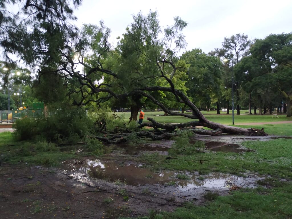 Cayó un árbol en Parque Saavedra
