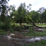 Cayó un árbol en Parque Saavedra
