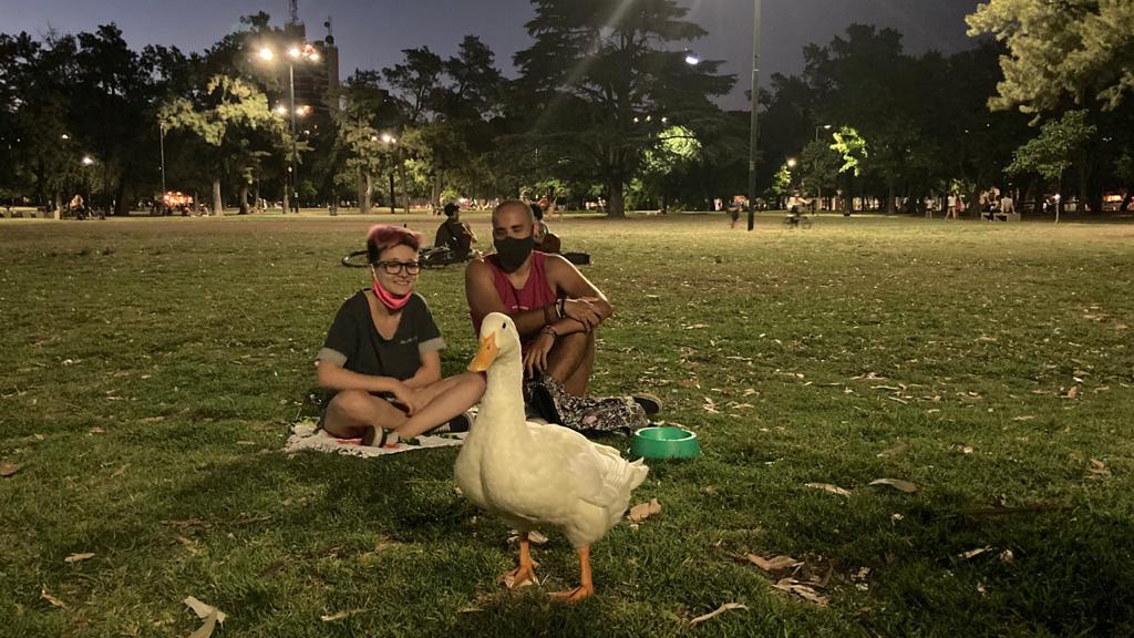 Nace una estrella: Duki, el pato influencer de Parque Saavedra