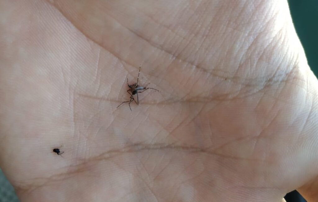 Preocupa la reaparición del mosquito del dengue en Villa Cerini, una de las zonas de Saavedra con más casos en 2020