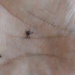 Preocupa la reaparición del mosquito del dengue en Villa Cerini, una de las zonas de Saavedra con más casos en 2020