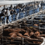 La justicia porteña frenó la venta de tierras públicas entre ellas el Mercado de Hacienda