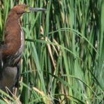 Realizaron un Censo Neotropical de Aves Acuáticas en el Parque Sarmiento, la laguna del Parque General Paz y Tecnópolis