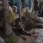 Repercusiones sobre el acto de violencia contra bovinos en el Mercado de Hacienda