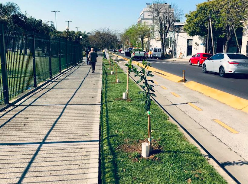 La Ciudad de Buenos Aires obtuvo un reconocimiento internacional por la gestión de su arbolado