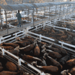 Subieron los precios en el mercado de Liniers después del feriado del Carnaval