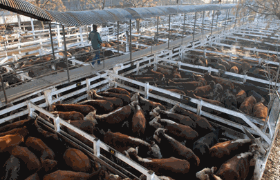 Subieron los precios en el mercado de Liniers después del feriado del Carnaval