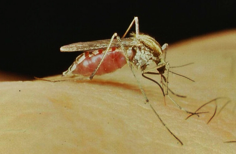 Por las lluvias y los vientos hay una proliferación de mosquitos, pero no contagian dengue