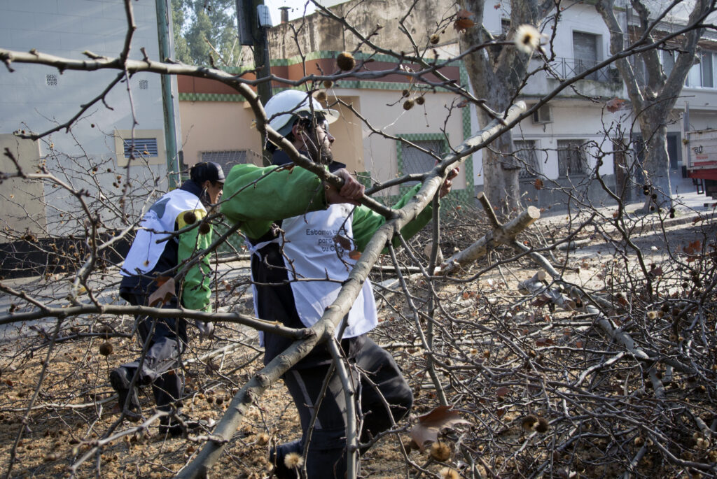 La Justicia ordenó suspender la poda y tala de árboles en la Ciudad