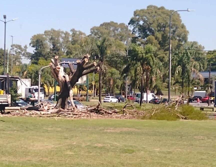 Por su peligroso estado, talaron un añejo árbol en La Copita