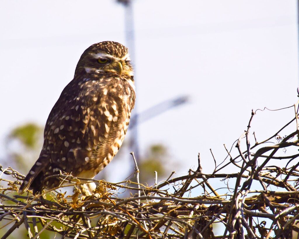 El COA Taguató hizo un nuevo censo de aves rapaces en el Parque Saavedra y otros espacios verdes
