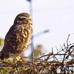 El COA Taguató hizo un nuevo censo de aves rapaces en el Parque Saavedra y otros espacios verdes