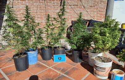 Pelea familiar por plantas de Marihuana en Villa Lugano