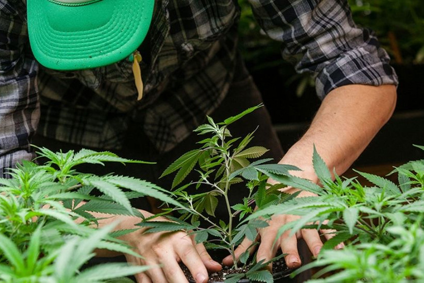 Cannabis: organizaciones piden incluir autocultivo en proyecto oficial