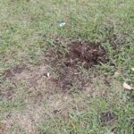 Vandalizaron el ceibo plantado en el Parque General Paz el Día de la Memoria
