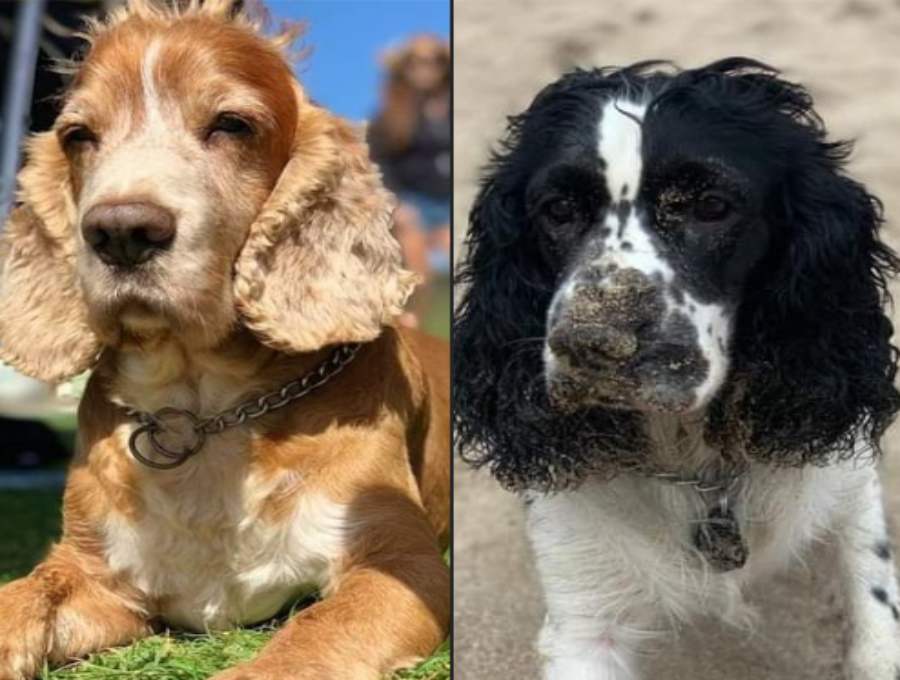 Robaron un auto con dos perros arriba: la familia inició una desesperada búsqueda