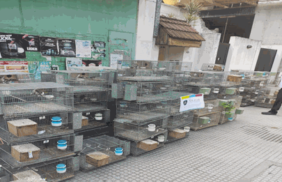 Allanan criadero ilegal de aves en el barrio de Liniers