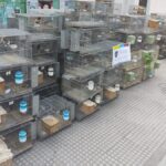 Liniers: desbarataron un criadero ilegal con 300 aves y detuvieron a su dueño