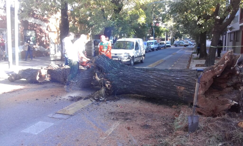 La Comuna 12 extrajo el árbol al que una vecina se había atado para evitar su remoción