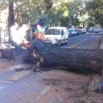 La Comuna 12 extrajo el árbol al que una vecina se había atado para evitar su remoción