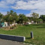Retiran el ejemplar de ombú de Goyeneche y Congreso