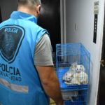 Villa Crespo: rescataron 17 gatos convalecientes y hallaron animales muertos en una heladera