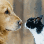 La Comuna ocho es la que mas mascotas tiene en la Ciudad