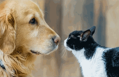 La Comuna ocho es la que mas mascotas tiene en la Ciudad