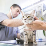 Con turno previo, brindarán atención veterinaria y vacunación antirrábica en Parque Saavedra