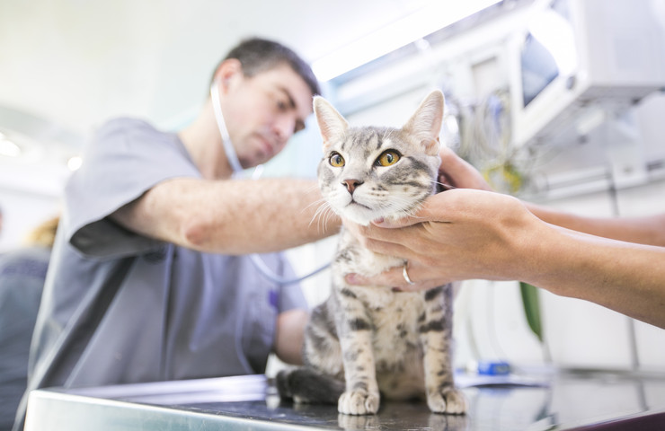 Con turno previo, brindarán atención veterinaria y vacunación antirrábica en Parque Saavedra