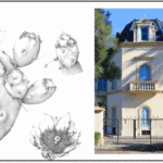 Arte Botánico Argentino en la Chacra de los Remedios