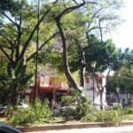 Podaron árboles en el bulevar San Isidro Labrador