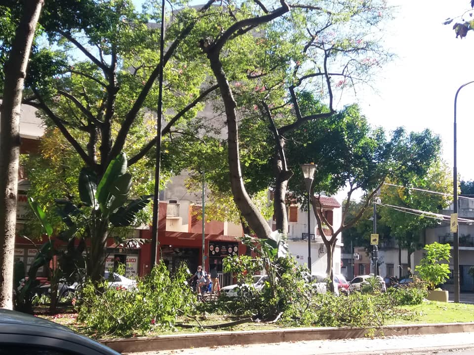 Podaron árboles en el bulevar San Isidro Labrador