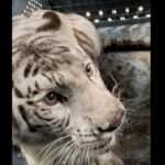 Los tigres de Bengala del Ecoparque, en camino a su nuevo hogar en un santuario de Estados Unidos