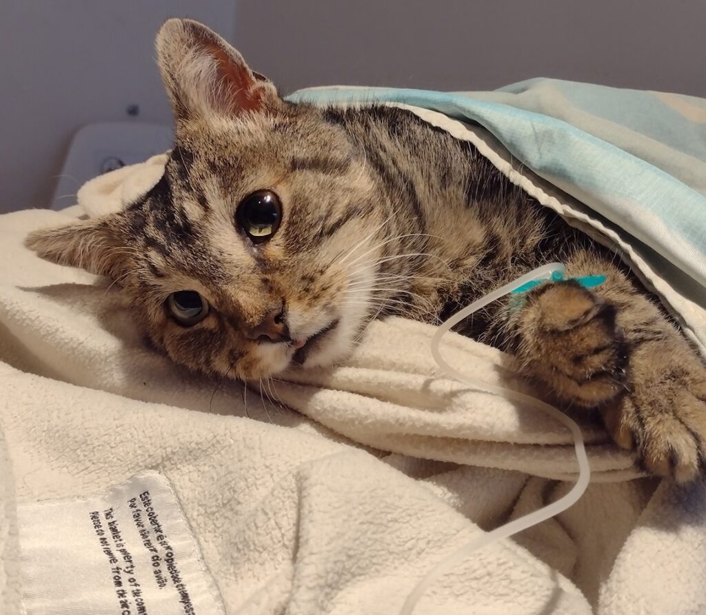 Vecinos de Saavedra se unieron en redes para salvarle la vida a un gato