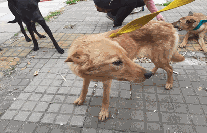 Rescatan a 16 perros que vivían en condiciones indignas en Flores