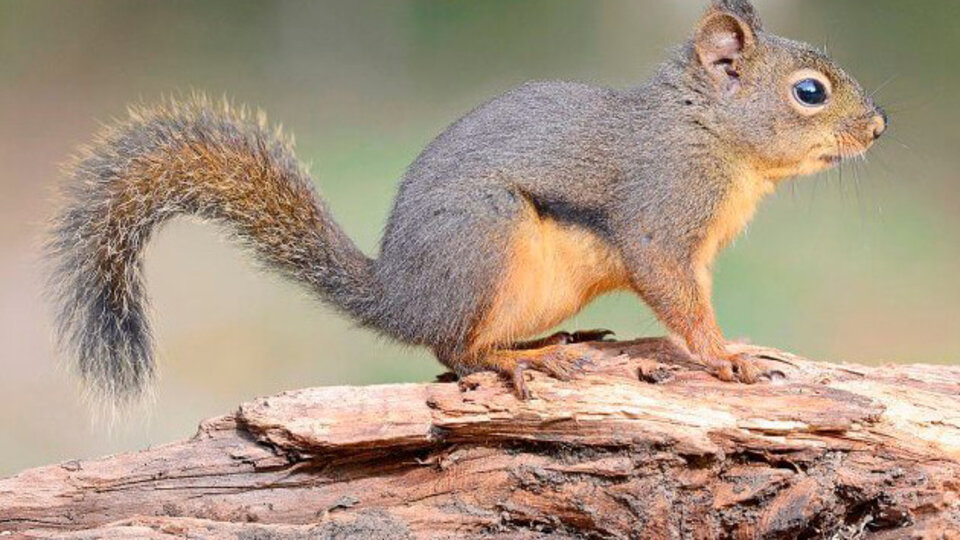 Alerta por una plaga de ardillas vientre colorado en la Ciudad