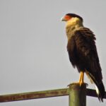Caranchos, lechuzitas y chimangos: así fue el último censo de aves en los parques de Saavedra