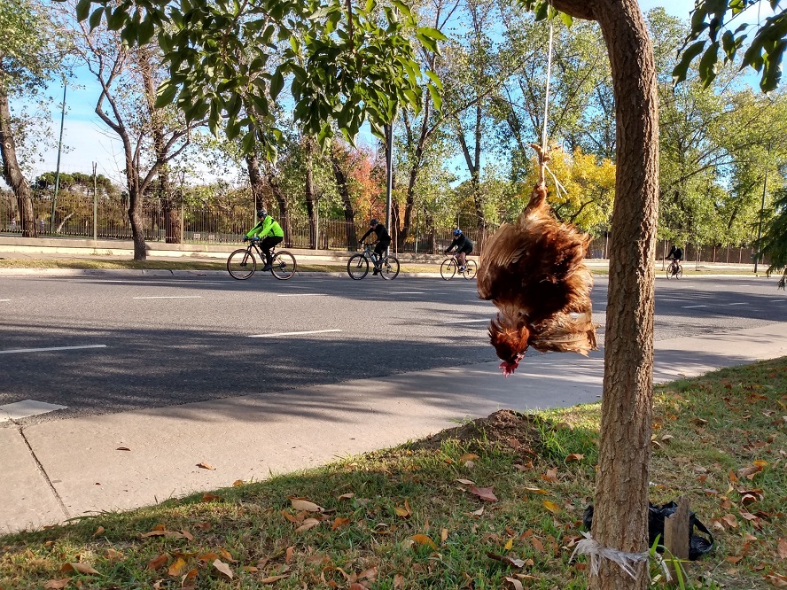 Parque Sarmiento: colgaron una gallina muerta a un árbol y creen que es una “macumba para ciclistas”