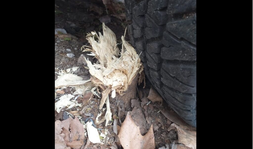 Villa Cerini: denuncian que una empresa de asfaltado dañó un árbol plantado por vecinos